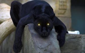 Animal close-up, black panther, yellow eyes, light wallpaper thumb