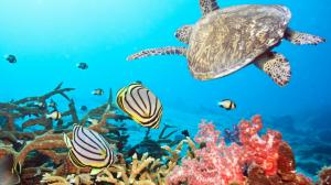 Turtle Tortoise Ocean Fish Underwater HD wallpaper thumb