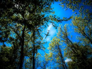 Forest trees, blue sky, plane flying over the forest wallpaper thumb