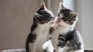 Two kittens playful wallpaper thumb