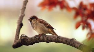 Sparrow-resting wallpaper thumb
