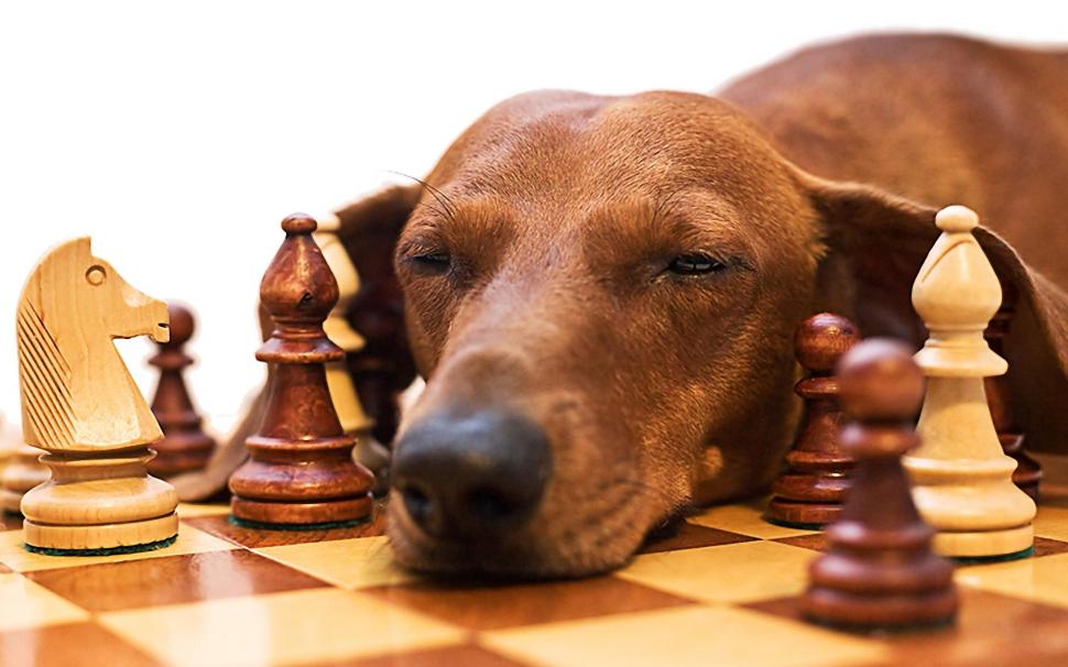 Oh My God, I'm Tired After All This Playing Chess wallpaper,chess HD wallpaper,tired HD wallpaper,cute HD wallpaper,sleep HD wallpaper,dashshund HD wallpaper,game HD wallpaper,animals HD wallpaper,1920x1200 wallpaper