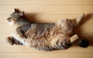 Cat lying on the floor to sleeping wallpaper thumb