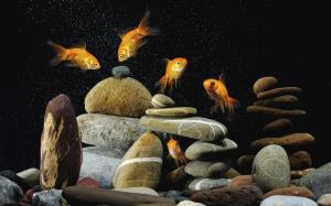 Underwater World Stones Fishes Desktop Backgrounds wallpaper thumb