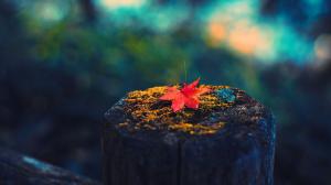 Maple leaf, tree stump, autumn wallpaper thumb
