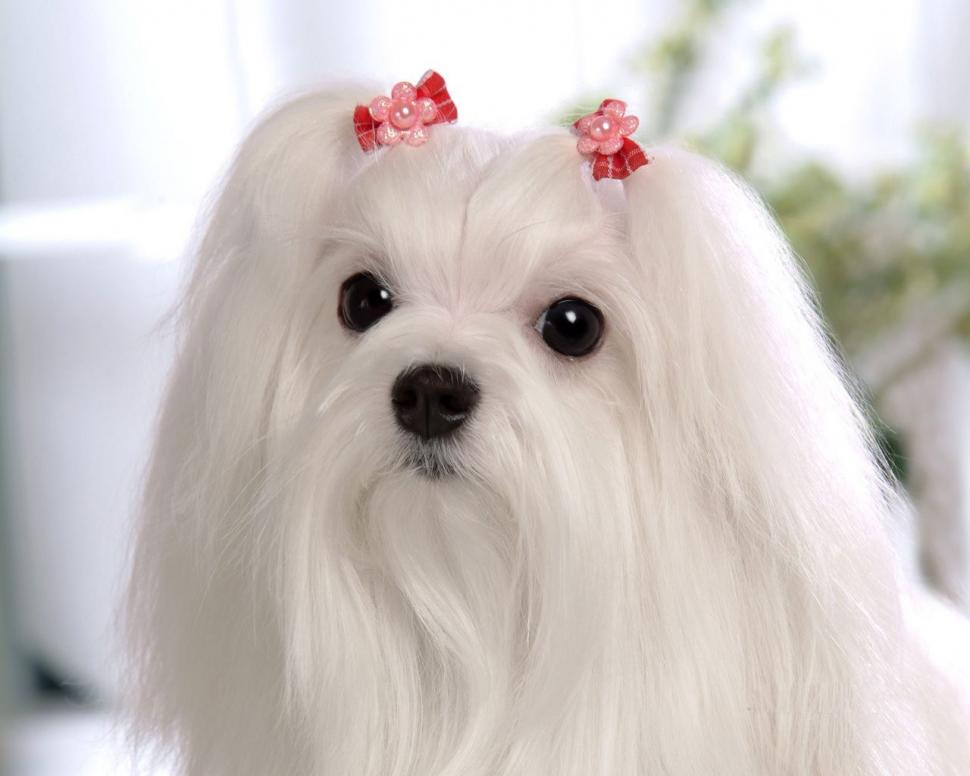 Cute maltese Maltese dog white fluffy animal Pet princess ...