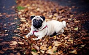 Pug sitting in the leaves wallpaper thumb