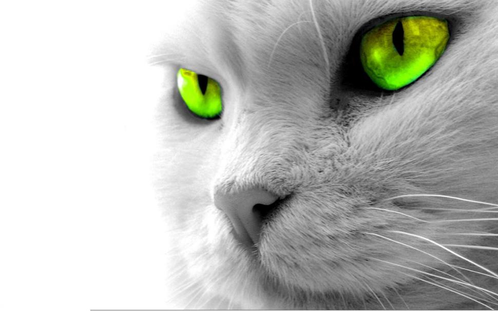 Neon Eyes Cat wallpaper,kitten HD wallpaper,animal HD wallpaper,animals HD wallpaper,1920x1200 wallpaper
