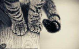 Cat paws wallpaper thumb