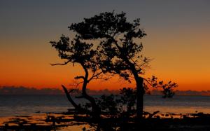 silhouette of tree on shore at twilight wallpaper thumb