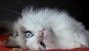 fluffy cat, cat, lies, eyes, handsome cat wallpaper thumb