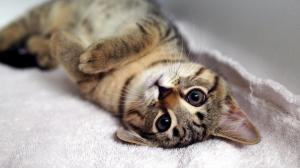 Cute kitten looking at you wallpaper thumb