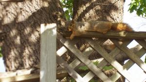 Fox Squirrel....takin' It Easy wallpaper thumb