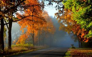 Autumn, forest, trees, red leaves, road wallpaper thumb
