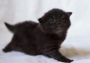 kitten, black, photo shoot, baby wallpaper thumb