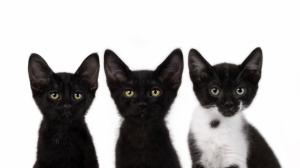 Three small black cat wallpaper thumb