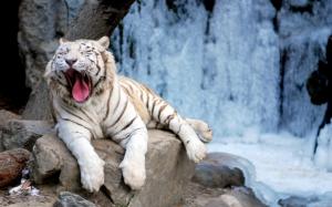 White Tiger Yawning wallpaper thumb