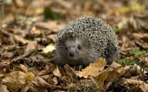 Little Hedgehog wallpaper thumb