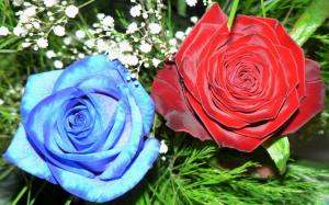 Red Blue Rose wallpaper thumb