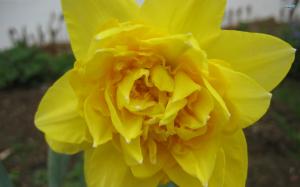 The Daffodil wallpaper thumb