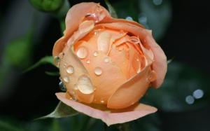 Wet Rose Bloom HD wallpaper thumb