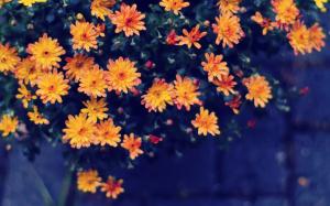 Yellow orange flowers, bokeh wallpaper thumb