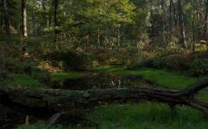 Small Creek In Quiet Green Forest wallpaper thumb