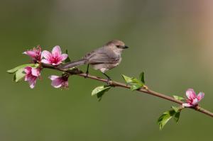 *** Bird on a flowering tree branch *** wallpaper thumb