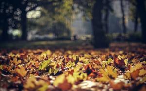 Warm Macro Leaves Autumn HD wallpaper thumb