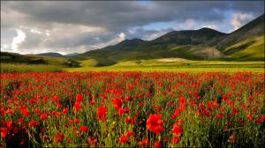 Field with red flowers wallpaper thumb