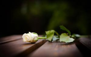 White rose on the wood board wallpaper thumb