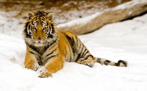 Snowy Afternoon Tiger wallpaper thumb