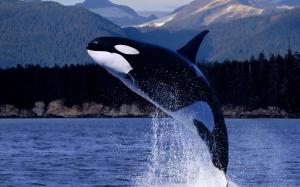 Killer Whale (orca) wallpaper thumb