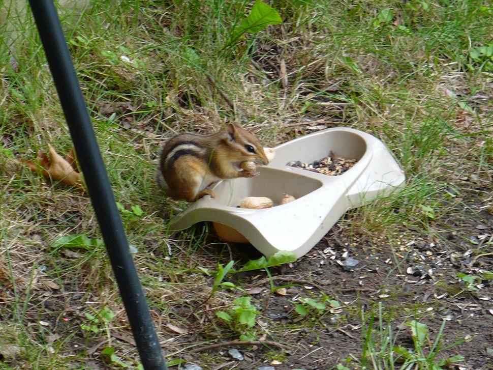 Lunch Time For Chippy wallpaper,chipmunk HD wallpaper,eating HD wallpaper,wild animals HD wallpaper,animals HD wallpaper,2048x1536 wallpaper