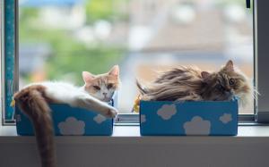 Cat sleep in boxes wallpaper thumb