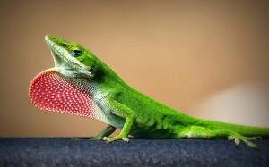 Green Lizard wallpaper thumb