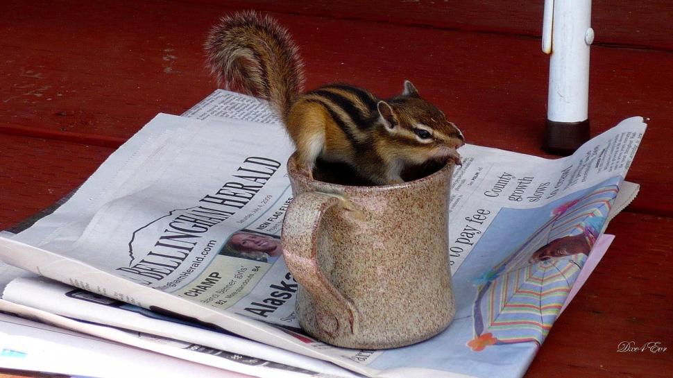 Morning Coffee The Newspaper wallpaper,chipmunk HD wallpaper,widescreen HD wallpaper,washington HD wallpaper,animals HD wallpaper,1920x1080 wallpaper