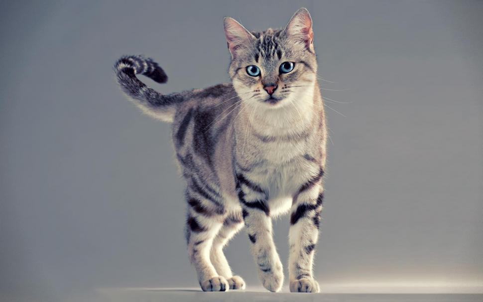 Nice Cat With Blue Eyes wallpaper,feline HD wallpaper,kitten HD wallpaper,animal HD wallpaper,animals HD wallpaper,1920x1200 wallpaper