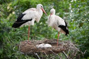 Storks family wallpaper thumb