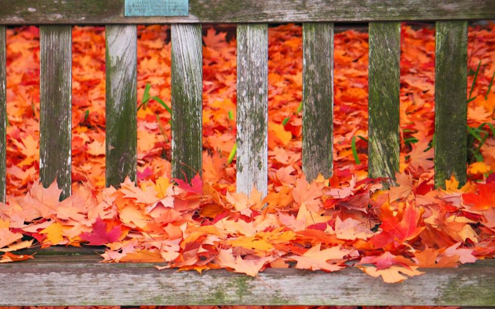 Autumn colors on the bench wallpaper, 1920x1200  HD wallpaper,photography HD wallpaper,Leaf HD wallpaper,bench HD wallpaper,autumn HD wallpaper,fall HD wallpaper,4k HD wallpaper,2880x1800 wallpaper