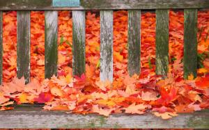 Autumn colors on the bench wallpaper thumb