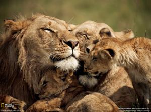 Lion Cubs HD wallpaper thumb