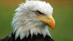 Bald eagle head wallpaper thumb