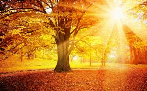 Sunset autumn, forest, yellow leaves, trees, sun wallpaper thumb