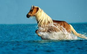 Horse running water wallpaper thumb