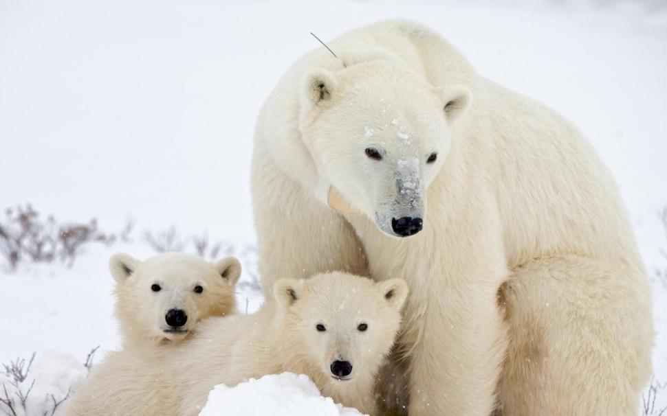 Bear with its cubs wallpaper,animals HD wallpaper,1920x1200 HD wallpaper,bear HD wallpaper,polar bear HD wallpaper,1920x1200 wallpaper