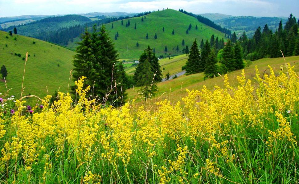 Slope of yellow flowers wallpaper,mountain wallpaper,delicate wallpaper,lovely wallpaper,hills wallpaper,yellow wallpaper,nice wallpaper,nature wallpaper,grass wallpaper,greenery wallpaper,green wallpaper,beautiful wallpaper,trees wallpaper,slope wallpaper,pretty wallpaper,1919x1182 wallpaper