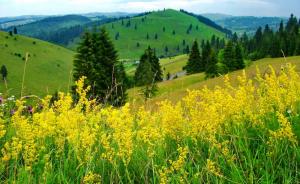 Slope of yellow flowers wallpaper thumb