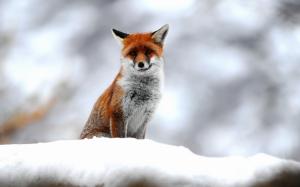 Fox, Animals, Small, Snow, Winter, Photography, Depth Of Field wallpaper thumb