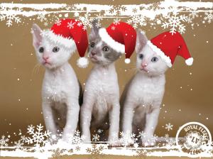 Christmas Kittens wallpaper thumb